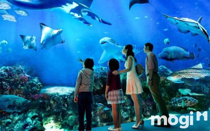 Khám phá vẻ đẹp kỳ diệu của Thủy cung Vinpearl Aquarium