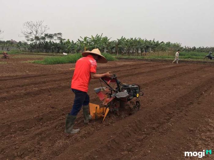 Áp dụng các kỹ thuật canh tác hợp lý để duy trì độ phì nhiêu của đất