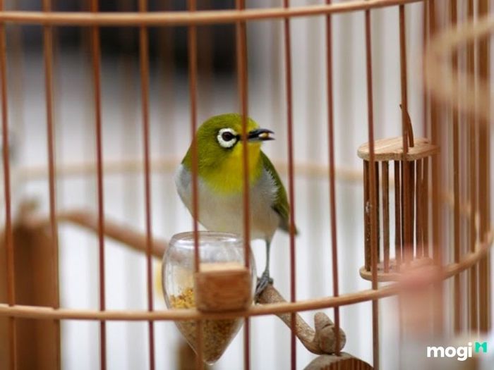 Khi chim sâu bay vào nhà, bạn nên làm gì?