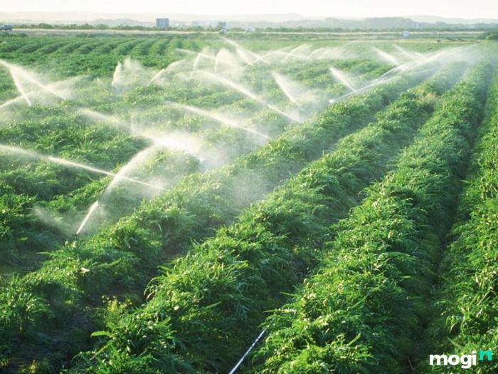 Tưới nước đều đặn giúp nâng cao độ phì nhiêu của đất