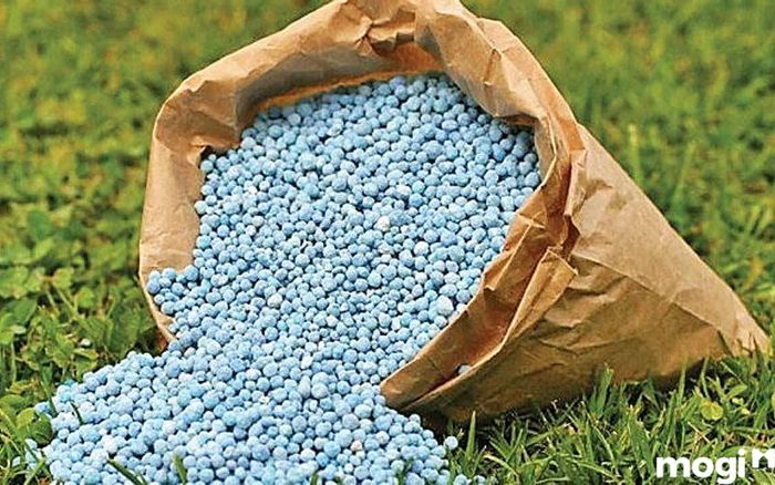 Việc bón phân không đúng cách gây ô nhiễm đất và giảm độ phì nhiêu của nó