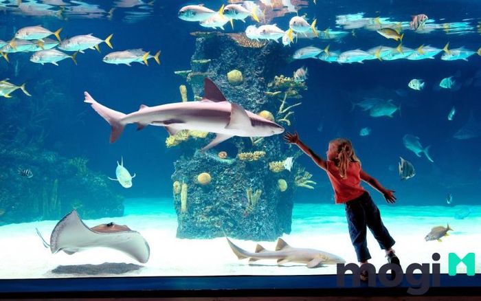 Khu vực nước ngọt tại Times City