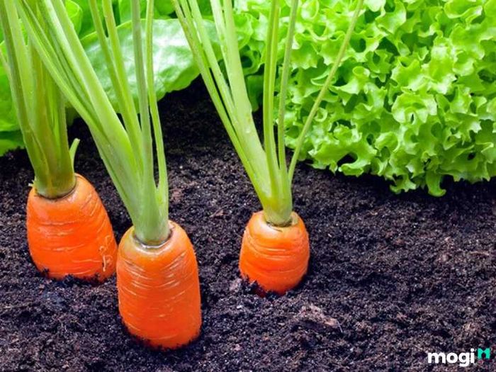 Phương pháp trồng xen canh góp phần nâng cao độ phì nhiêu của đất