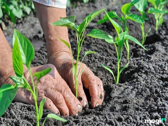 Những yếu tố quan trọng quyết định độ phì nhiêu của đất