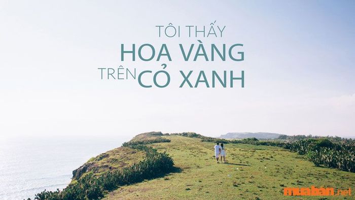 Phú Yên được biết đến với hình ảnh đặc trưng của 'hoa vàng cỏ xanh' tuyệt đẹp.