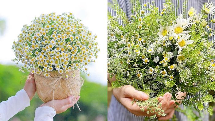 Ý nghĩa hoa 20/11 6