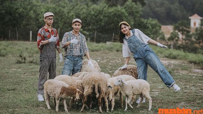 Vinh có gì chơi - Cánh đồng nuôi cừu là địa điểm thú vị để tận hưởng không khí trong lành và vui chơi cùng những chú cừu dễ thương.
