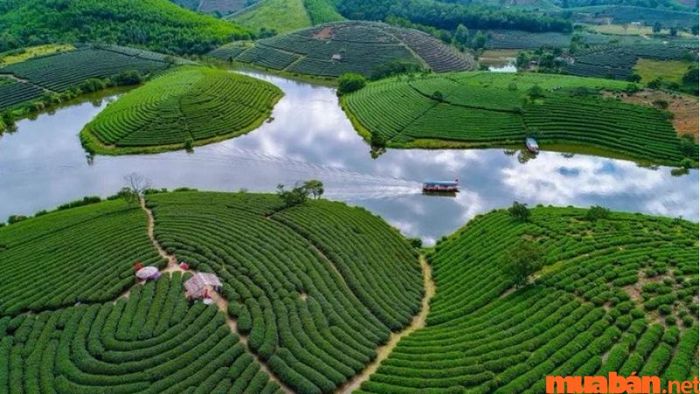 Vinh có gì chơi - Đừng bỏ qua Ốc đảo chè, nơi bạn sẽ được thưởng thức trà ngon và hòa mình vào không gian thiên nhiên bình yên.