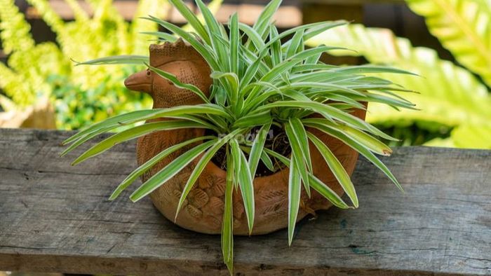 Cây dây nhện là lựa chọn lý tưởng để trồng trong phòng ngủ