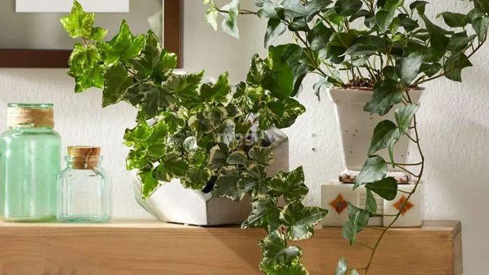 Cây Thường Xuân phổ biến tại Châu Âu, là một loài cây thân leo dễ dàng phát triển và thích hợp làm cảnh.