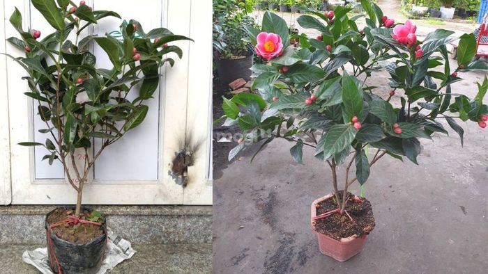 Hoa Hải Đường mang một hương thơm tự nhiên nhẹ nhàng, dễ chịu, tạo cảm giác thư thái cho người ngửi.