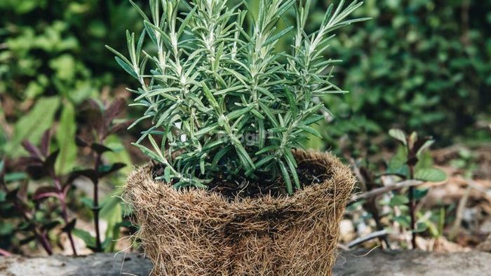 Loại cây này rất thích hợp để trồng trong nhà, giúp đuổi muỗi hiệu quả.