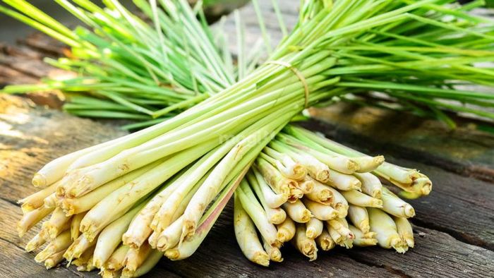 Cây Sả nên được trồng dọc theo hàng rào.