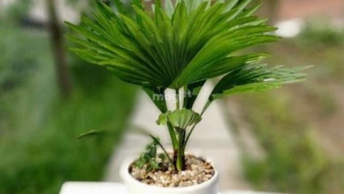 Cây Cọ Lá Tre là lựa chọn lý tưởng để trồng trong phòng ngủ