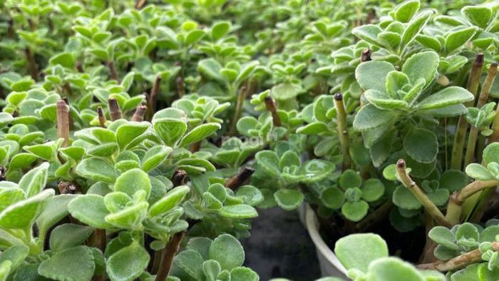 Nhất Mạt Hương là cây Sen Thơm.