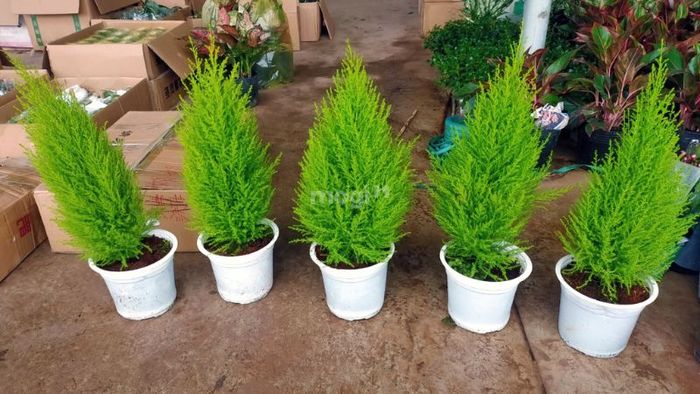 Cây có tác dụng đuổi muỗi rất hiệu quả.