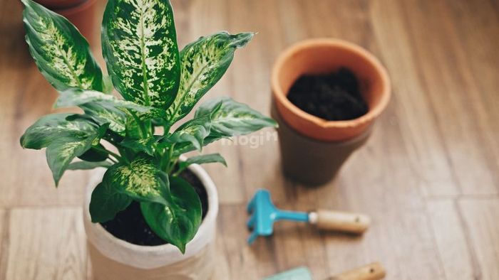 Cây Vạn Niên Thanh là loài cây phổ biến ở Việt Nam