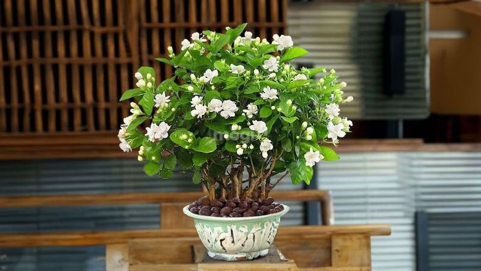 Hoa Nhài Tây mang màu trắng tinh khiết và có hương thơm mạnh mẽ, dễ dàng nhận diện từ xa.