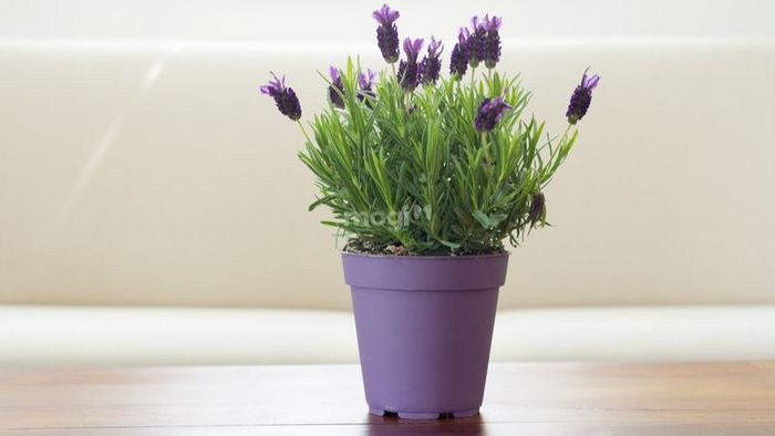Hoa Oải Hương thường được sử dụng như một loại hương liệu thiên nhiên.