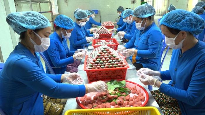 Nem Lai Vung, từ món đặc sản đến nghề truyền thống được vinh danh Di sản văn hóa.