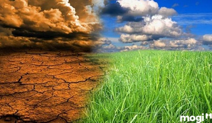 Ô nhiễm đất là gì - Các tác nhân sinh học đóng vai trò trong việc gây ô nhiễm môi trường đất