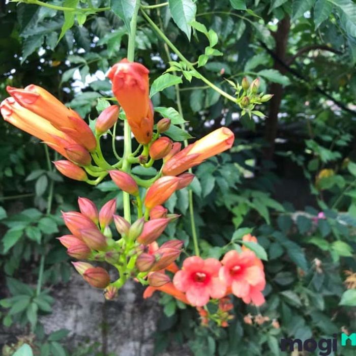 Hoa kèn
