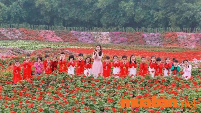 Bé sẽ có những bức ảnh tuyệt vời khi tạo dáng giữa hàng trăm loài hoa đang nở tại thung lũng hoa hồ Tây.