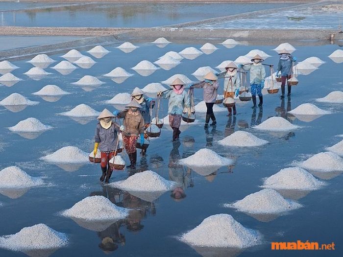 Đất ĐRM có thể được chuyển đổi thành đất chuyên sản xuất muối.