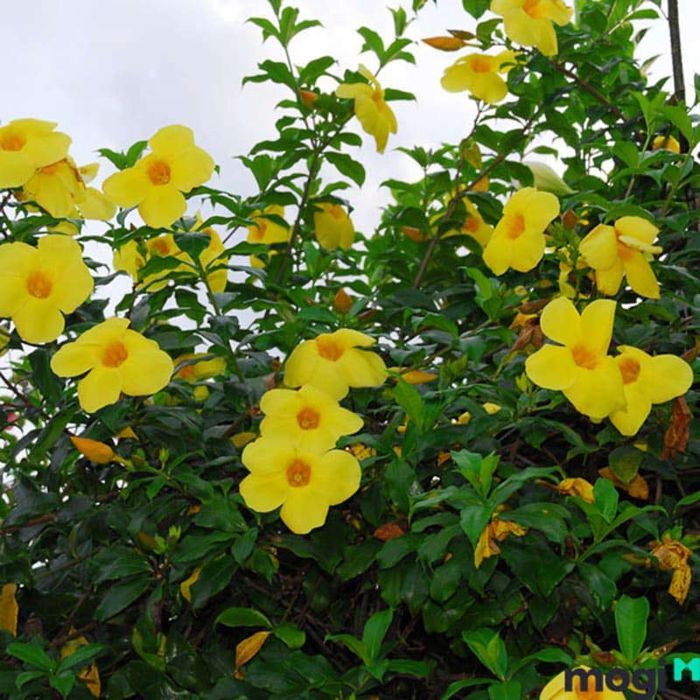 Cây hoàng thảo