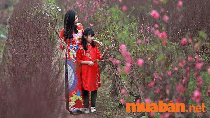 Vườn đào Nhật Tân là một trong những nơi lý tưởng để chụp ảnh Tết cho bé với không gian đẹp và sắc hoa rực rỡ.