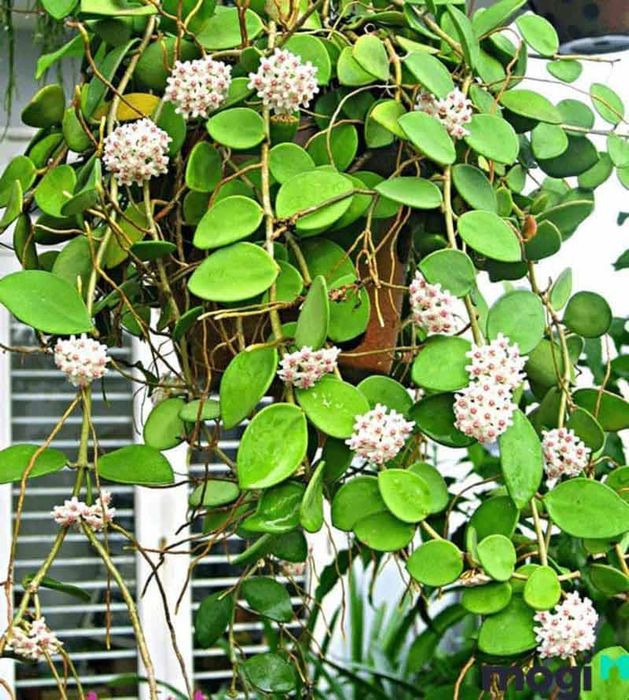Cây hoa leo ban công cẩm cù
