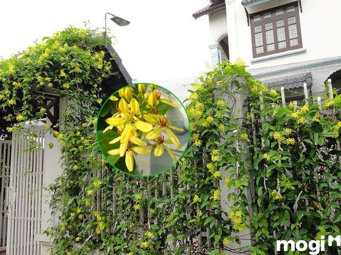 Cây leo ban công mai hoàng yến