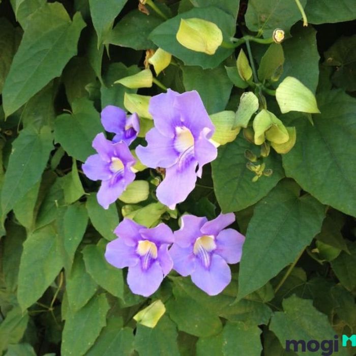 Cây nho đồng hồ Bengal