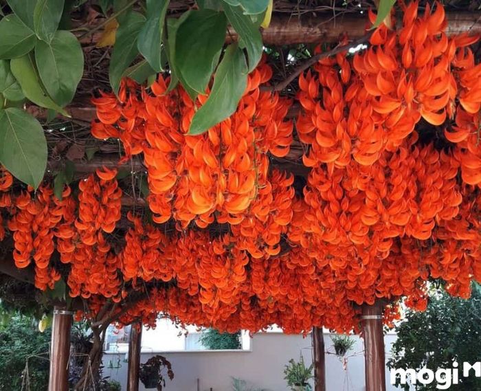 Hoa móng hổ
