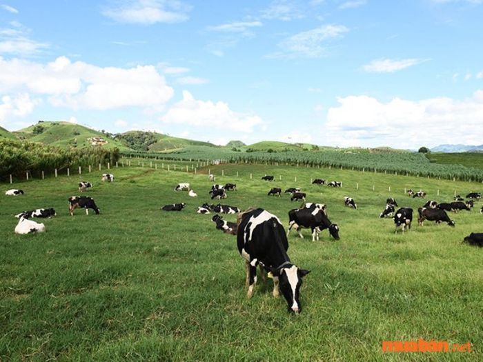 Đất chuyên dùng để trồng cỏ phục vụ cho chăn nuôi thuộc nhóm đất ĐRM.