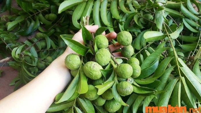 Sấu Hà Nội vào mùa có giá rất hợp lý và dễ dàng mua được.