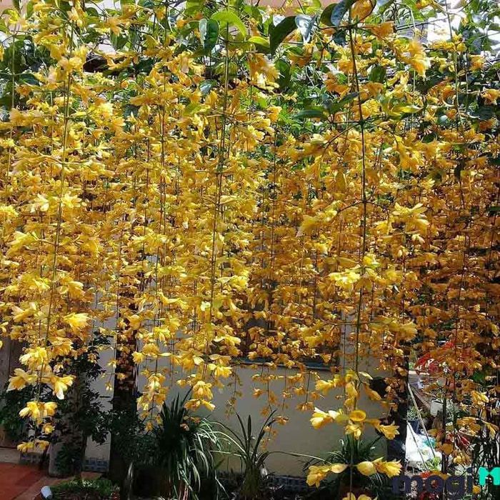Hoa lan hoàng dương
