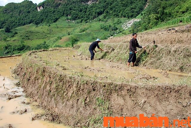 Mục đích của việc làm ruộng bậc thang chính là giúp cải tạo và bảo vệ đất đai, mang lại hiệu quả trồng trọt bền vững.