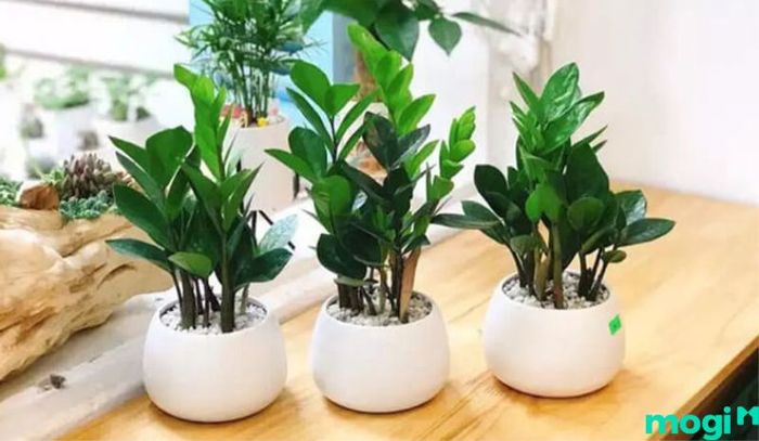 Việc sử dụng cây xanh trong thiết kế phòng làm việc tại nhà là một lựa chọn tuyệt vời.