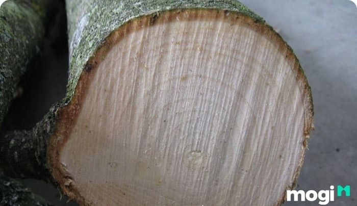 Một nhược điểm của gỗ dổi là thời gian khô lâu, dễ bị rạn nứt hoặc co lại trong quá trình khô