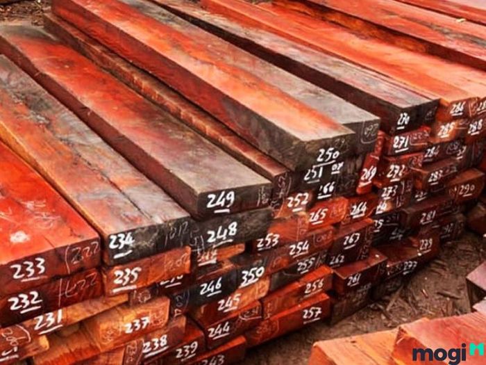 Gỗ Căm Xe Là Gì? Đặc Điểm Nhận Dạng Cây Gỗ Căm Xe