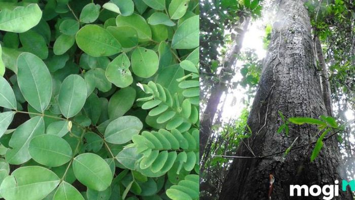 Gỗ gụ là gỗ gì? Đặc điểm và tính chất của nó ra sao?