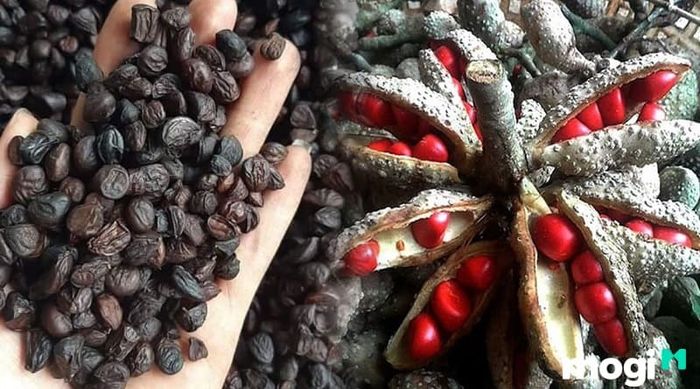 Quả và hạt gỗ dổi sau khi đã được phơi khô.
