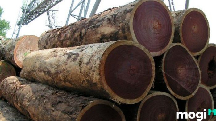 Gỗ gụ là loại gỗ gì? Nó có thực sự tốt không?