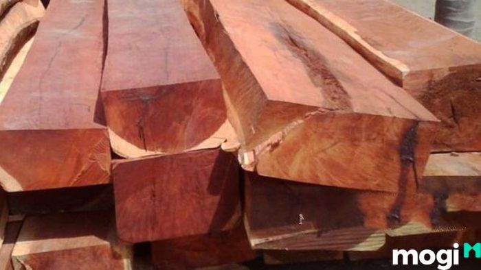 Gỗ gụ là loại gỗ gì và được tìm thấy ở đâu?