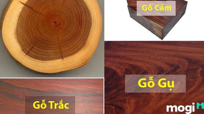 Gỗ gụ là gì? Làm thế nào để phân biệt các loại gỗ gụ?