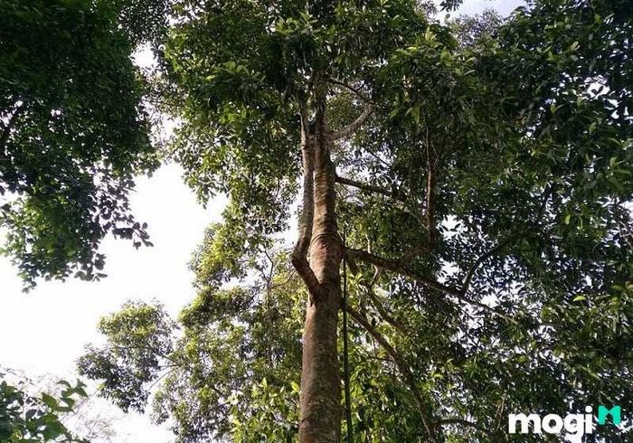 Gỗ dổi là loại gỗ có tên khoa học Ford – Manglietia fordiana, thuộc họ Mộc Lan (Magnoliaceae).