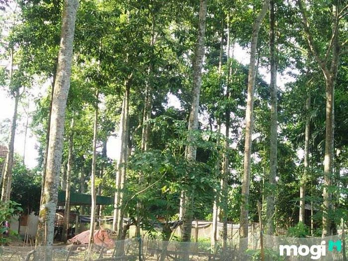 Gỗ dổi có nhiều loại như dổi găng, dổi vàng, dổi mỡ...