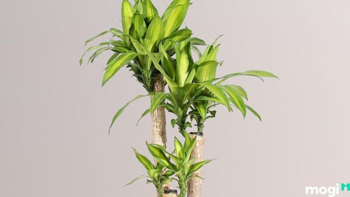 Cây Thiết Mộc Lan mang vẻ đẹp ấn tượng