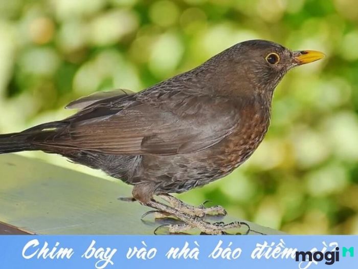 Chim đen bay vào nhà có ý nghĩa gì?